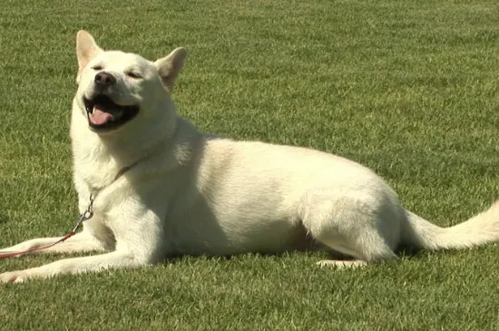 秋田犬飼養注意事項