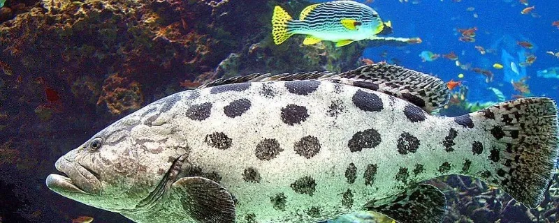 海魚怎么養