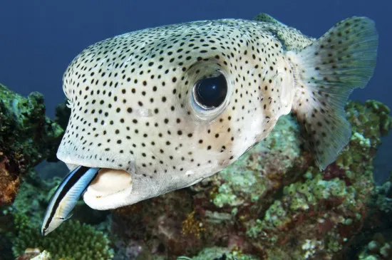 海魚怎么養