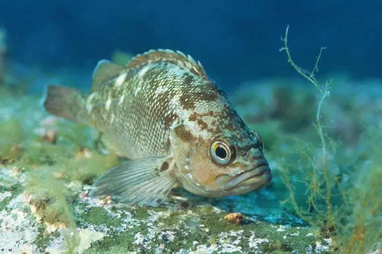 海魚怎么養