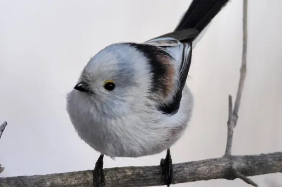 貝子鳥吃什么食物