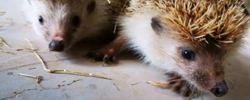 野生刺猬吃什么怎么養