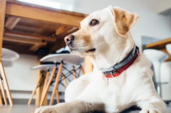 六個適合家養的大型犬，體型雖大卻溫順無比