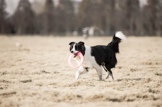 六個適合家養的大型犬，體型雖大卻溫順無比