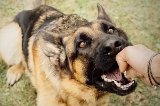 每個(gè)狗都有狂犬病嗎