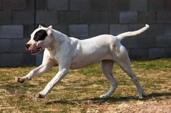 杜高犬幾歲體型最大