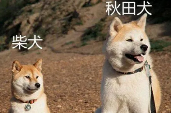 柴犬為什么禁養(yǎng)