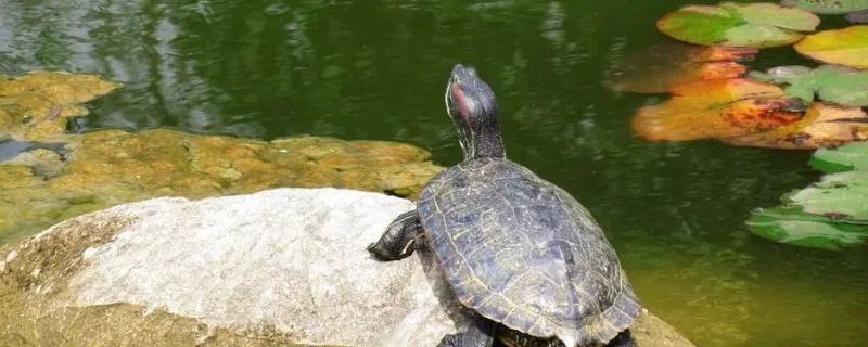 烏龜夏天可以曬太陽嗎