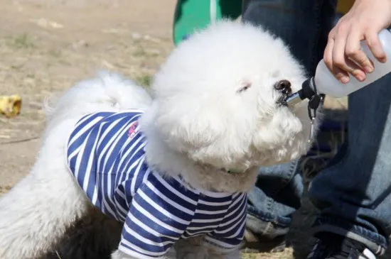 比熊犬口臭怎么辦