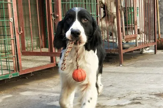 獵犬干什么最快樂