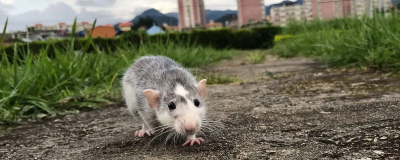 花枝鼠突然死的原因