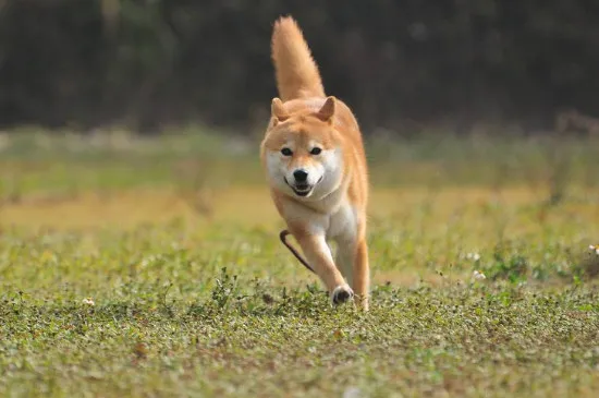 柴犬記仇么