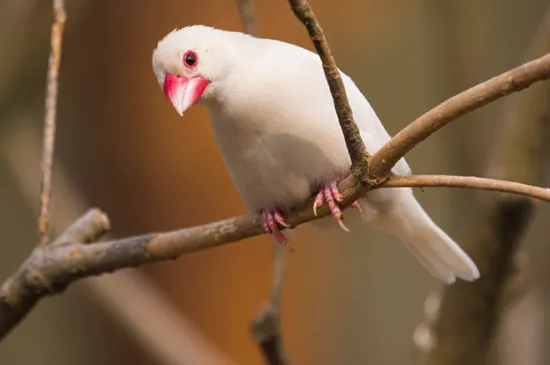 白文鳥可以單獨一只養嗎