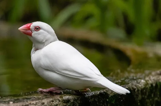 白文鳥可以單獨一只養嗎