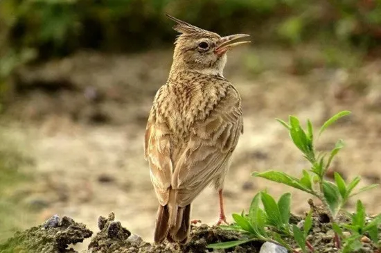 怎樣挑選鳳頭百靈雛鳥