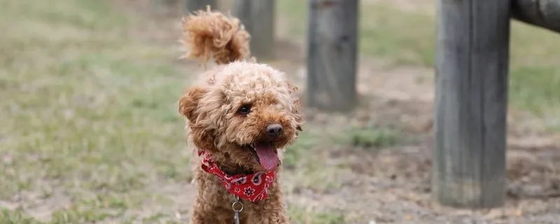 泰迪幼犬拉稀怎么辦