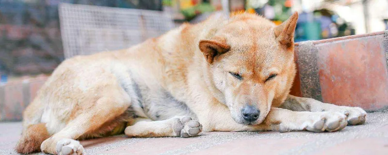 狗能吃奶油蛋糕嗎