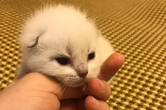 小貓拉稀不吃飯