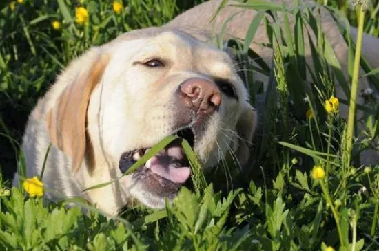 狗狗為什么不能吃芹菜