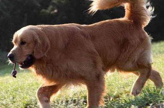 金毛幼犬眼睛有淚痕