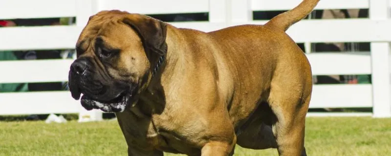 牛頭獒犬護主嗎，最護主人的三種狗