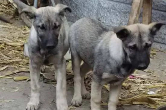 狼青幼犬怎么喂養，合理喂食適當補充營養調理腸胃