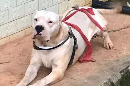 杜高犬適合家養嗎