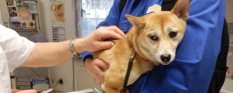 家養寵物狗有沒狂犬病