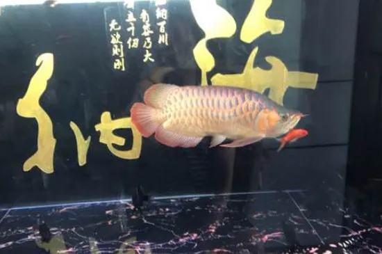 龍魚狀態(tài)不好如何調(diào)理，怎么樣讓龍魚狀態(tài)變好