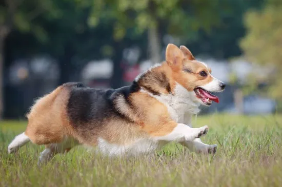 柯基犬不斷尾巴可以嗎