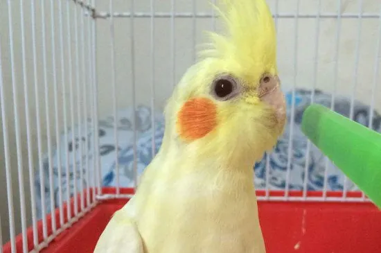 怎樣不讓玄鳳亂拉屎