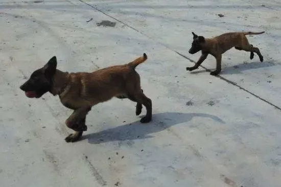 兩個月的馬犬如何喂養，喂食幼犬糧并按定期接種疫苗