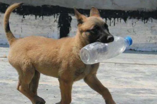 兩個月的馬犬如何喂養，喂食幼犬糧并按定期接種疫苗