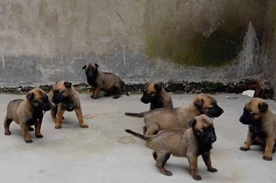 兩個月的馬犬如何喂養，喂食幼犬糧并按定期接種疫苗