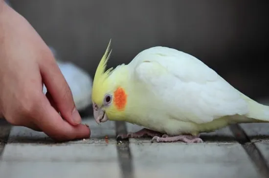 玄鳳鸚鵡多久洗澡一次