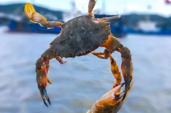 適合做寵物的淡水動物