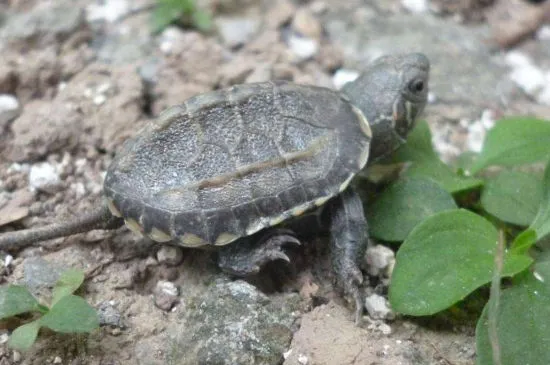 適合做寵物的淡水動物