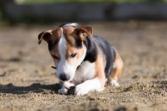 比格犬掉毛嗎，掉毛不多但要少吃鹽多刷毛