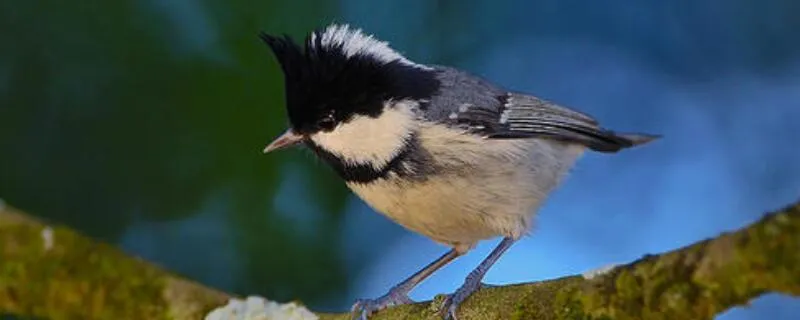 貝子鳥冬天還愛叫嗎