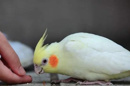 玄鳳鸚鵡的缺點