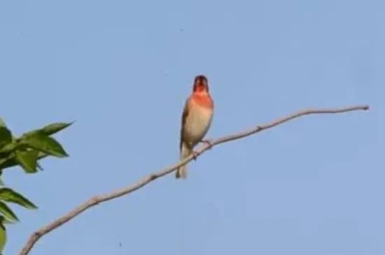 麻料鳥上口最快的方法