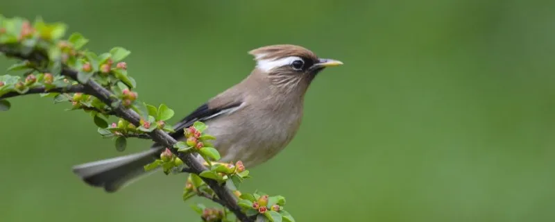 白領鳳鹛怎樣辨別雌雄