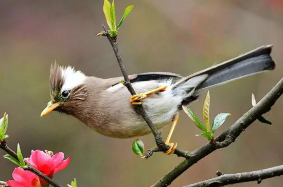 白領鳳鹛怎樣辨別雌雄