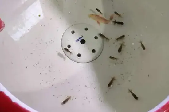 孔雀魚小魚多久能和大魚一起