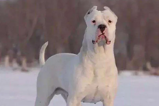 養杜高犬危險嗎