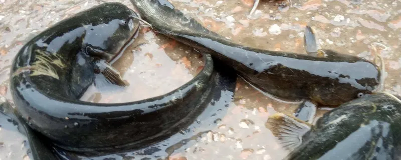 在家養鯰魚喂什么