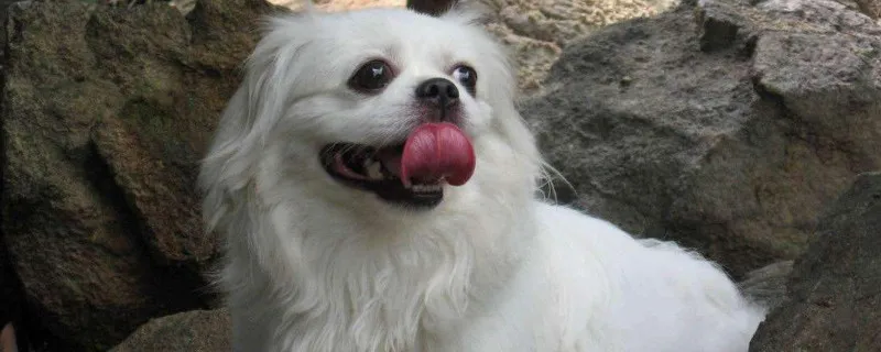 京巴犬好養嗎