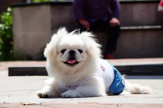 京巴犬好養嗎