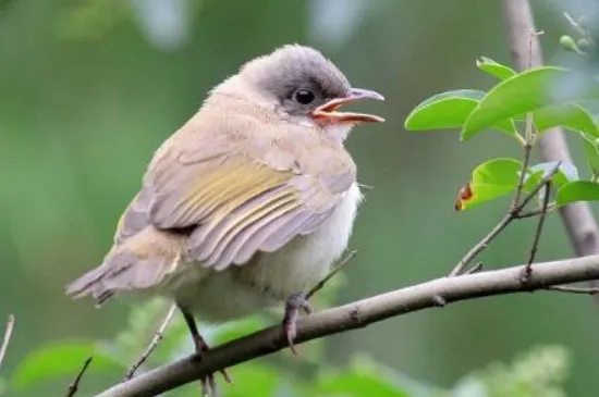 給鳥(niǎo)洗澡為什么會(huì)死