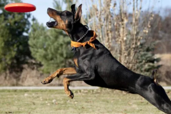 杜賓犬的優點和缺點